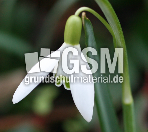 Schneeglöckchen 001.jpg